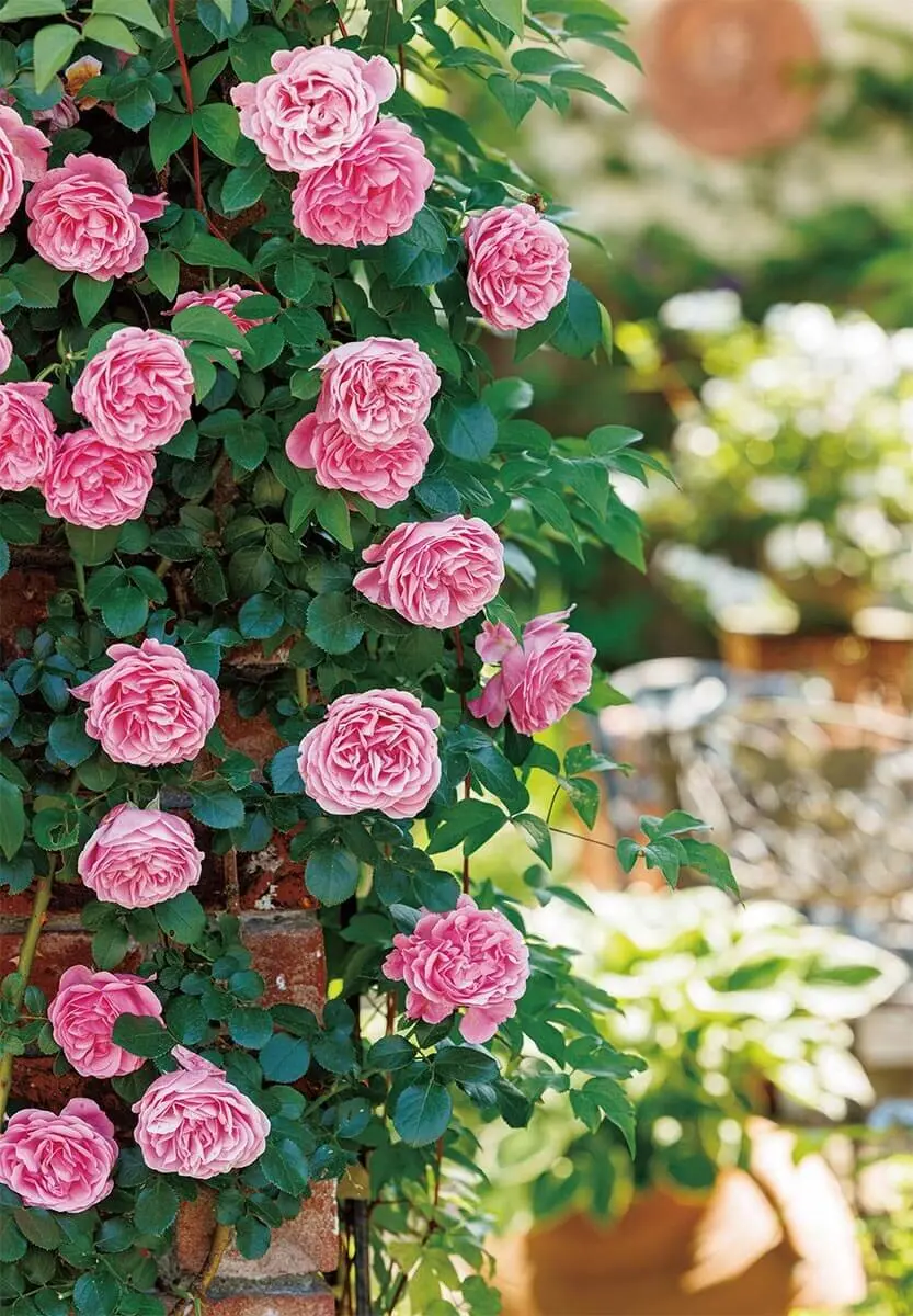 これまでも、これからも、ずっと好き。最愛のバラ〈総力特集〉～好評