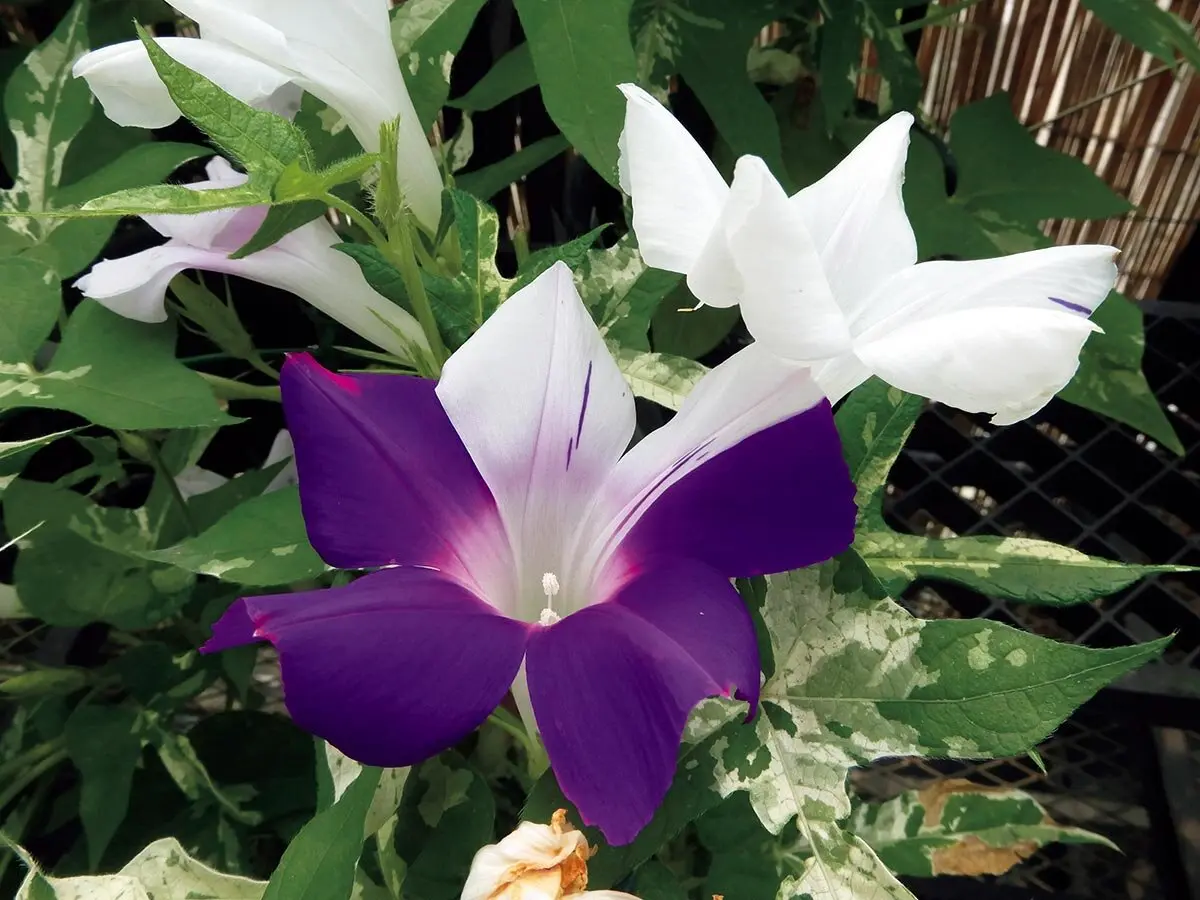 2025年】個性豊かな変化朝顔を堪能できる、国立歴史民俗博物館 くらし