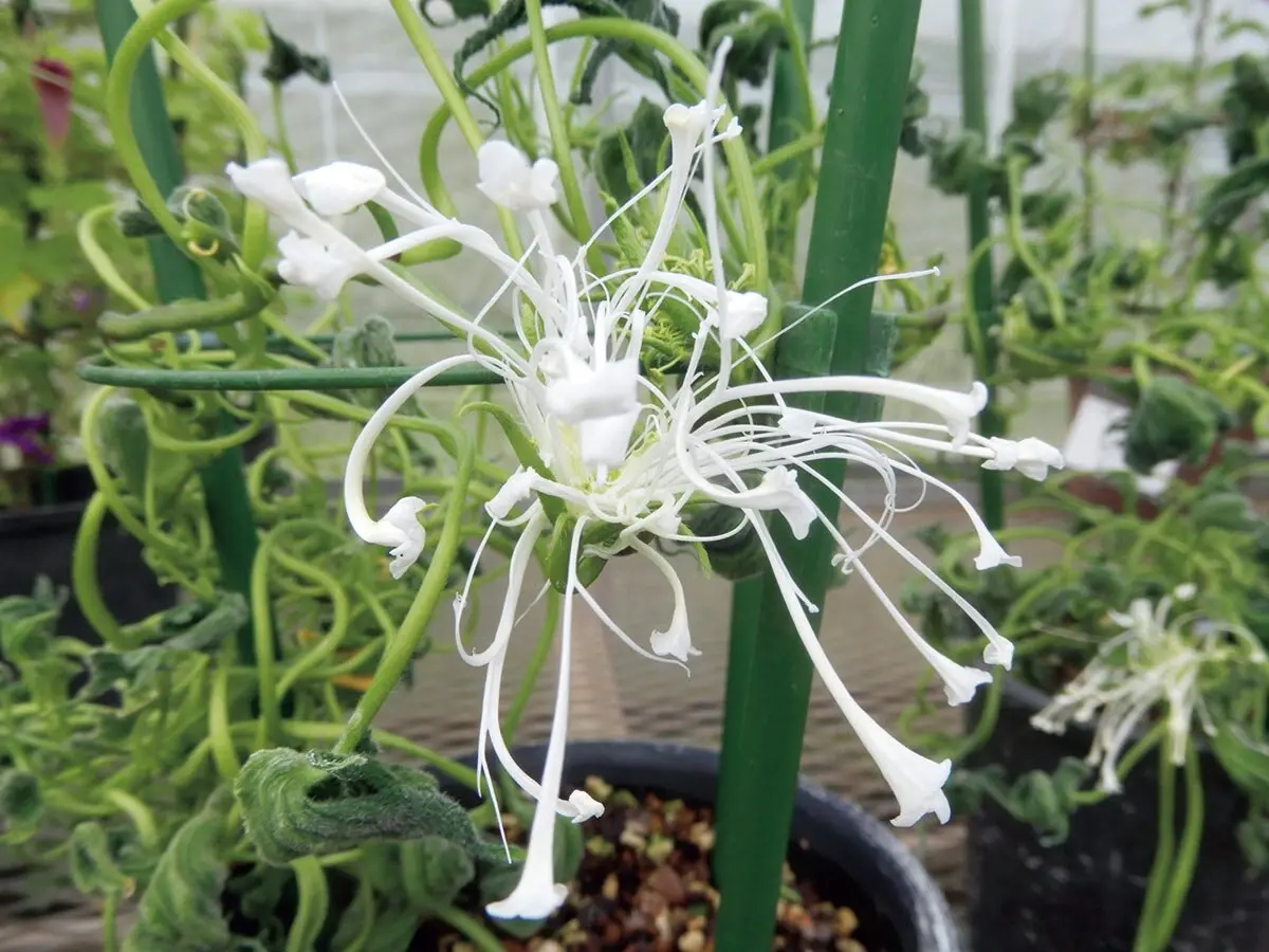 2025年】個性豊かな変化朝顔を堪能できる、国立歴史民俗博物館 くらし