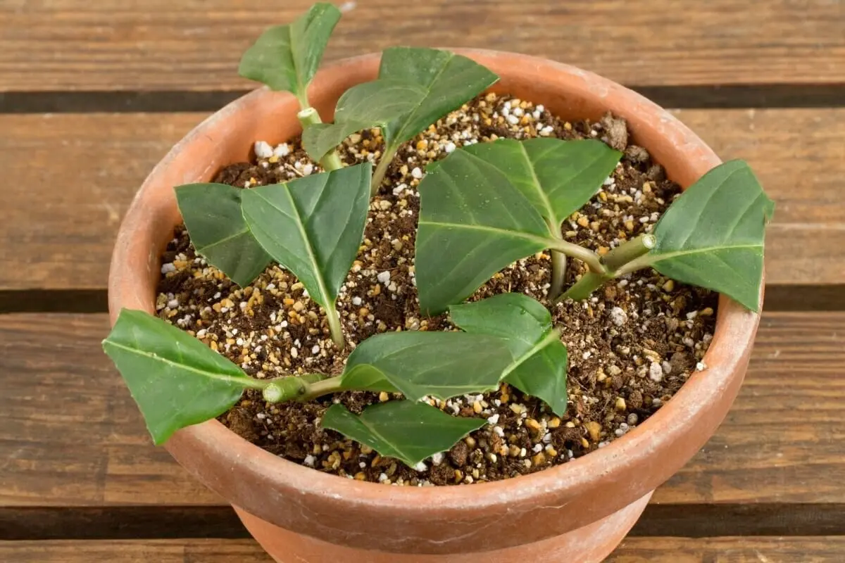 不思議だらけの「植物のふやし方」。葉をさすだけで根が生えるのはなぜ