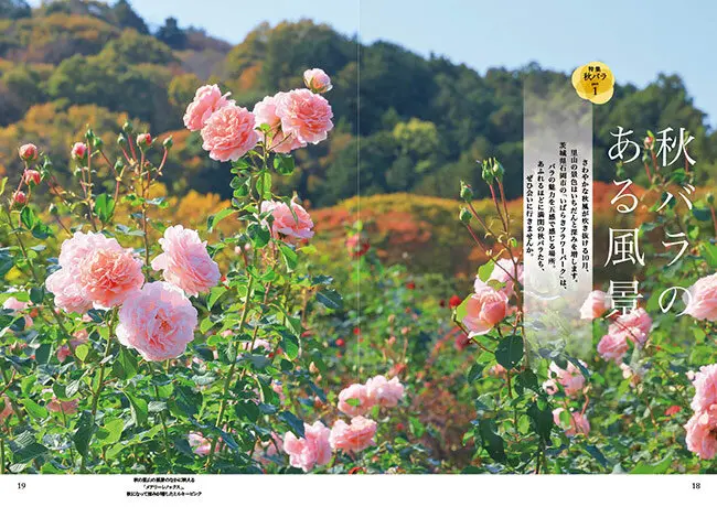 みじかい秋になが～く楽しむ！ 秋バラ｜好評発売中『趣味の園芸』2026