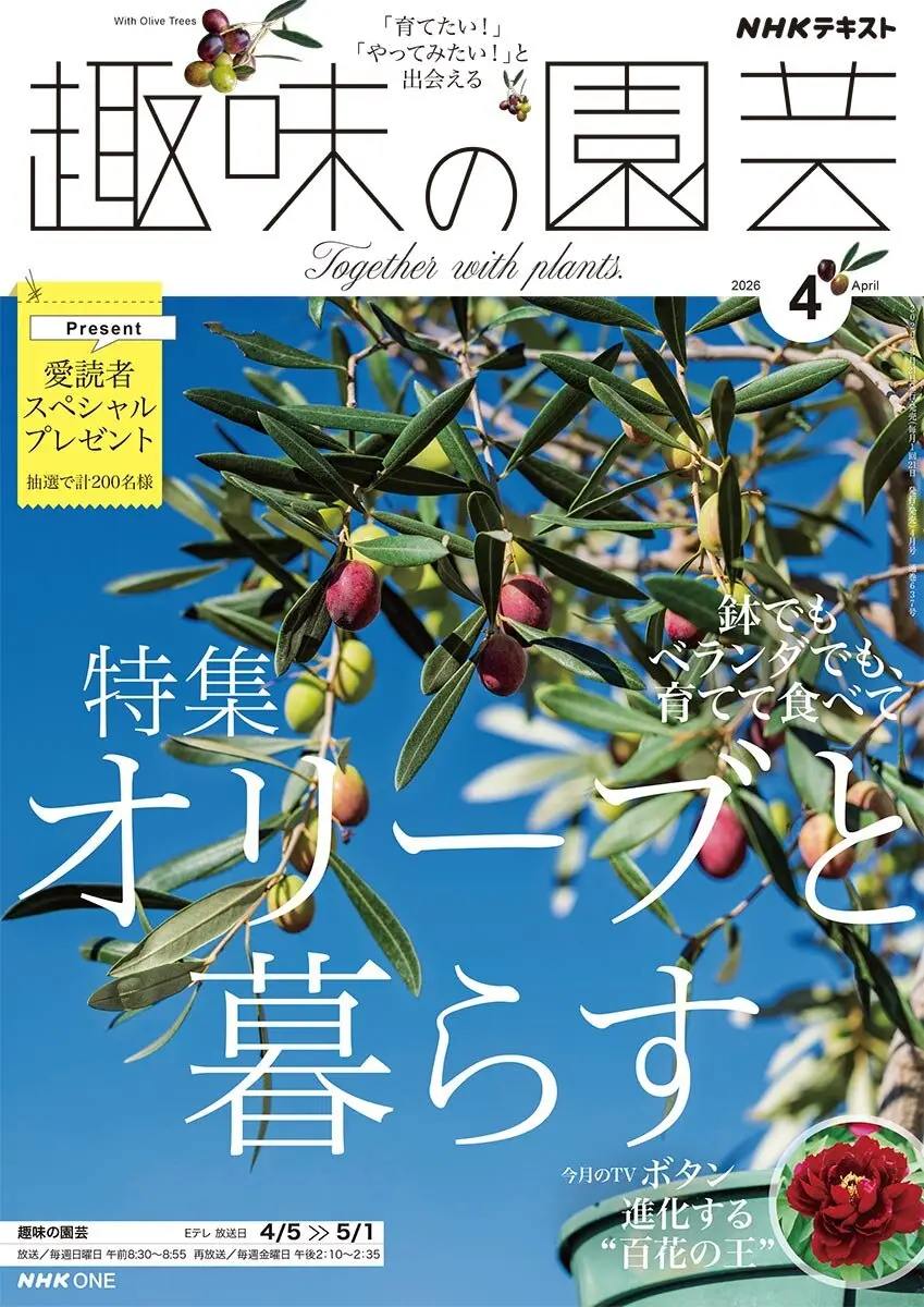 趣味の園芸』2026年4月号の紹介～オリーブと暮らす／ブロメリア