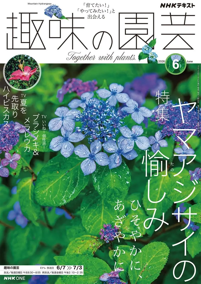 趣味の園芸』2026年6月号の紹介～ヤマアジサイの愉しみ／暑さに負け