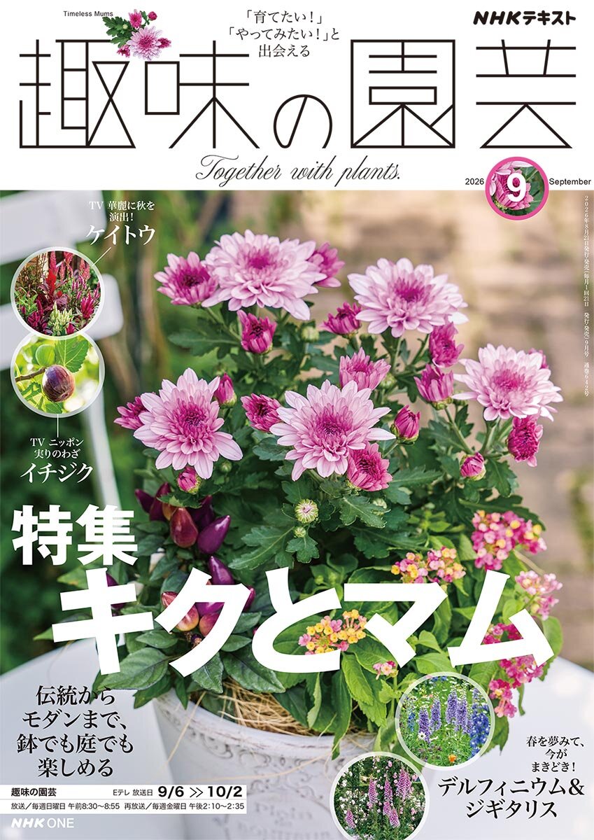 趣味の園芸』2026年9月号の紹介～キクとマム／デルフィニウム