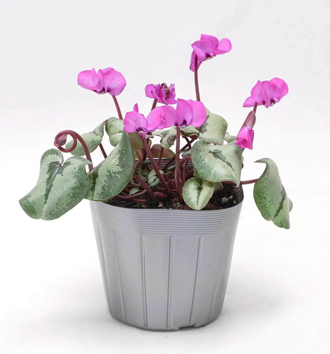 英国シクラメン協会ジャーナル16冊 幻の原種シクラメン ソマレンセ タイルバーン ハクサンコレクションからこれまでにないF1原種系シクラメンが