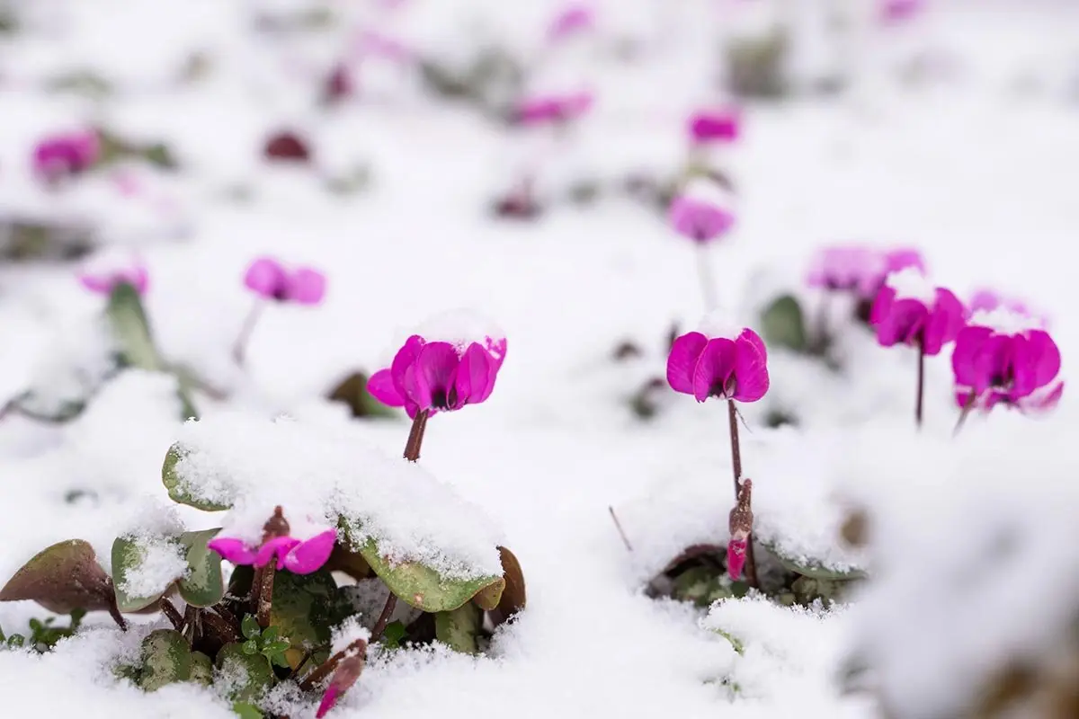 英国シクラメン協会ジャーナル16冊 幻の原種シクラメン ソマレンセ タイルバーン クリロー展で、またまた原シク。｜花咲かぺんぎん