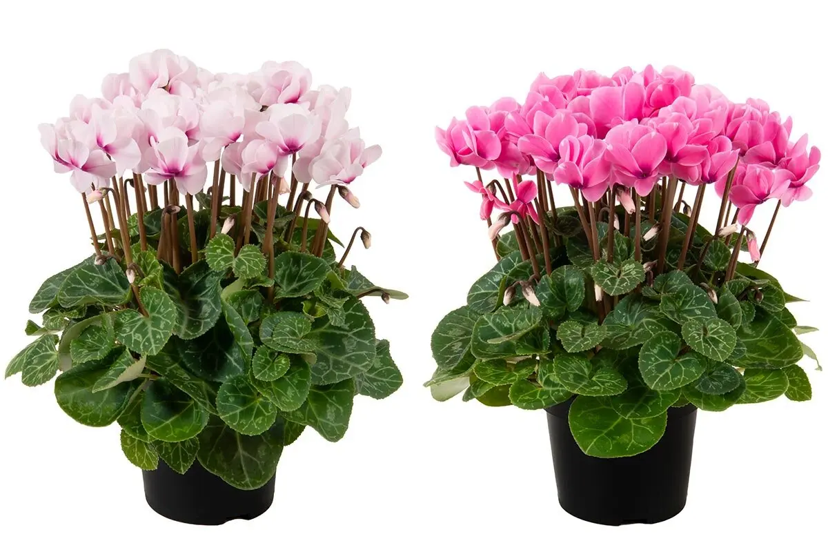 オキシペタラム（ブルースター）とは・基本情報｜育て方がわかる植物