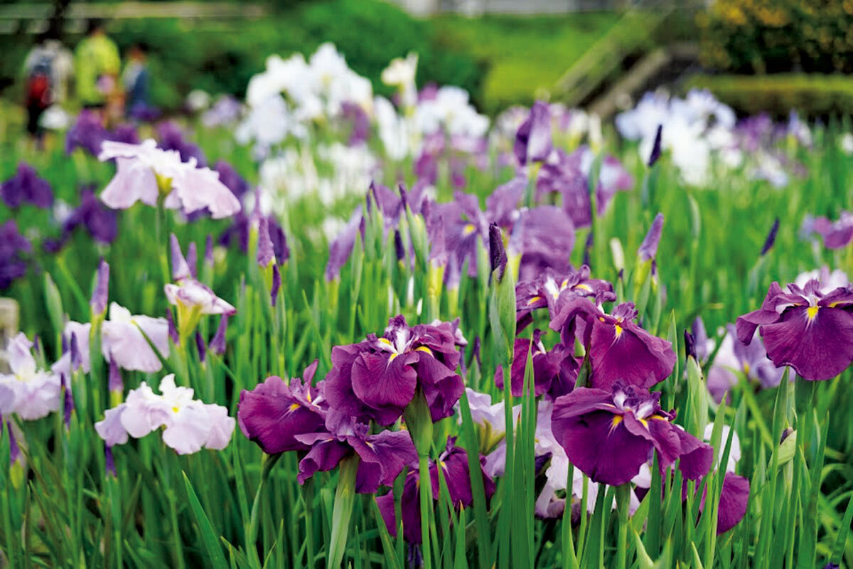 堀切菖蒲園と都立水元公園で「2025葛飾菖蒲まつり」が5月26日から6月15