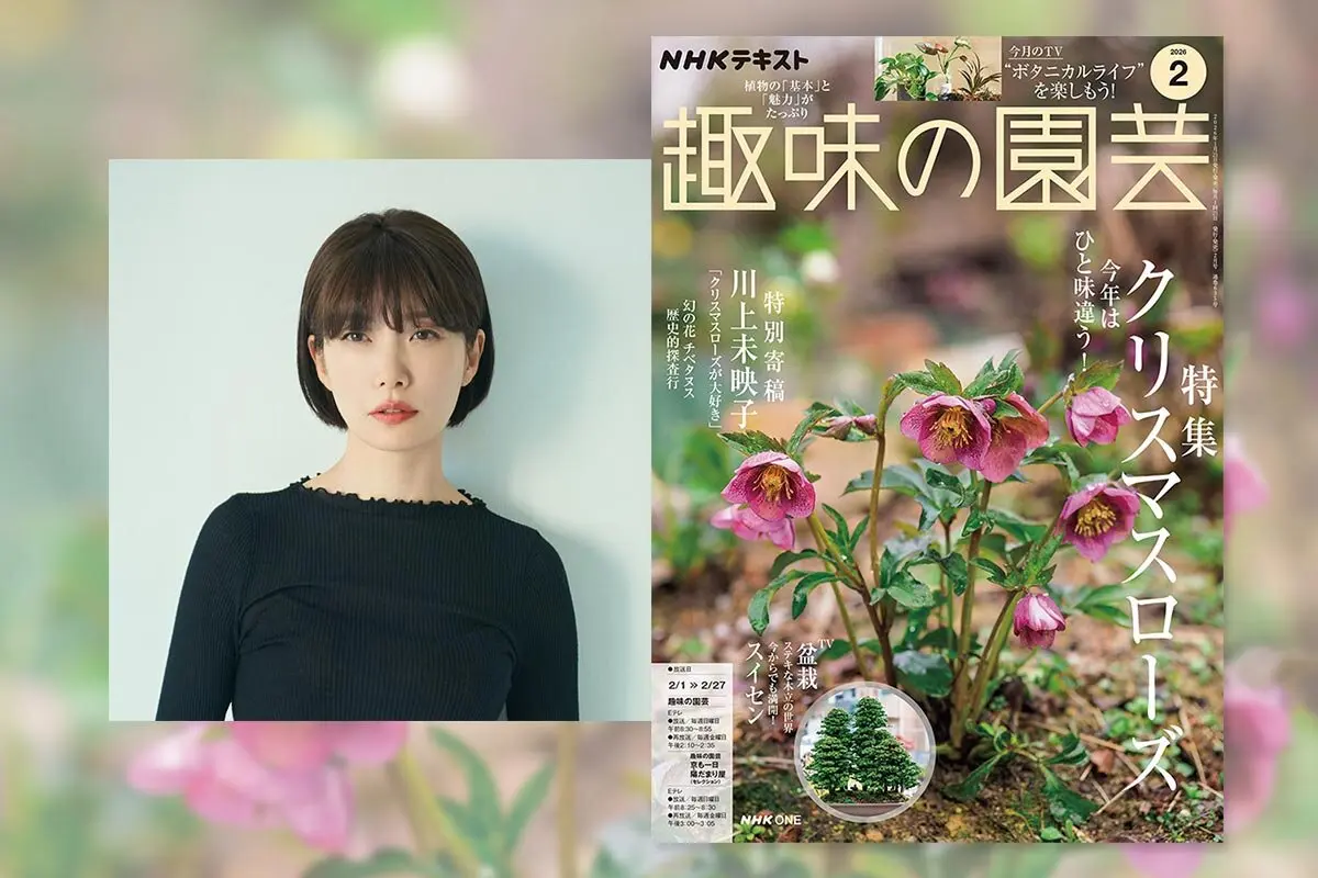 芳香性ゴールド'かぐや姫'加藤農園「第16回クリスマスローズの世界展