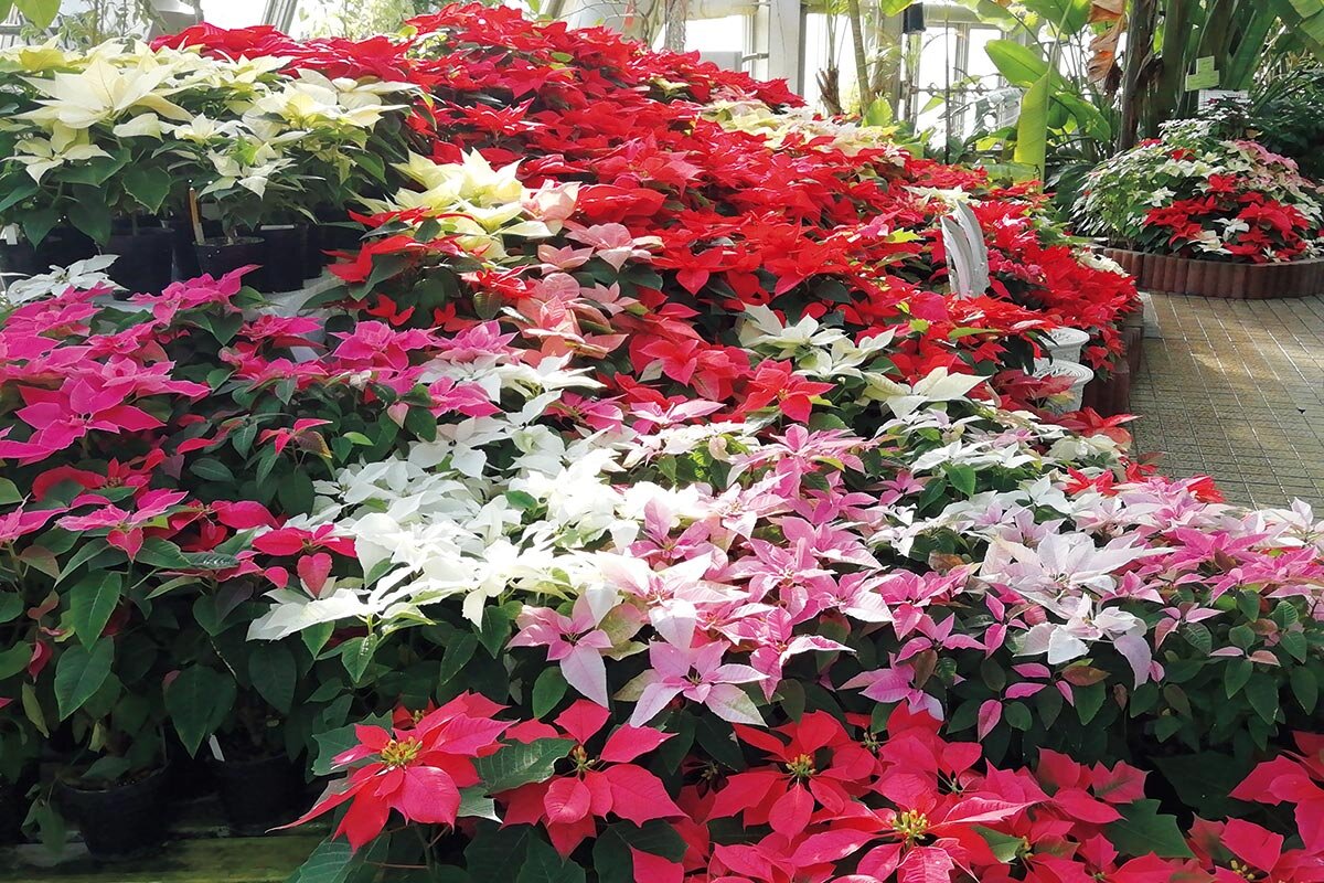 クリスマス気分を彩る「ポインセチア展」が京都府立植物園で11月28日