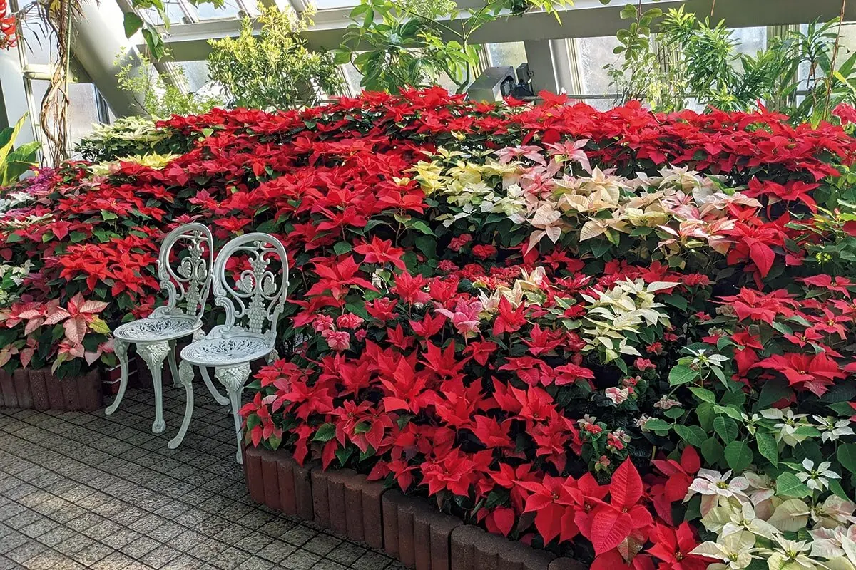 クリスマス気分を彩る「ポインセチア展」が京都府立植物園で11月28日