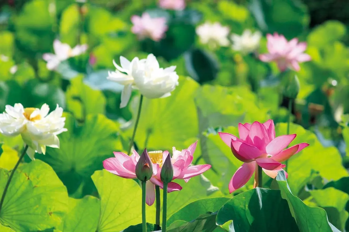 草津市立水生植物公園みずの森「開園30周年記念祭」2026年7月11日・12