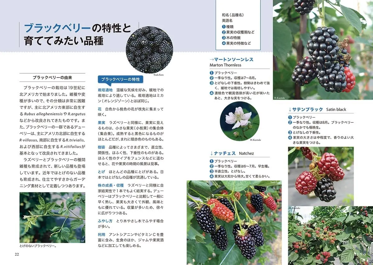 NHK趣味の園芸 12か月栽培ナビ（18）ラズベリー ブラックベリー