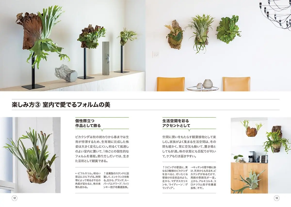 NHK趣味の園芸 12か月栽培ナビNEO 観葉植物 ビカクシダ』杉山拓巳さん