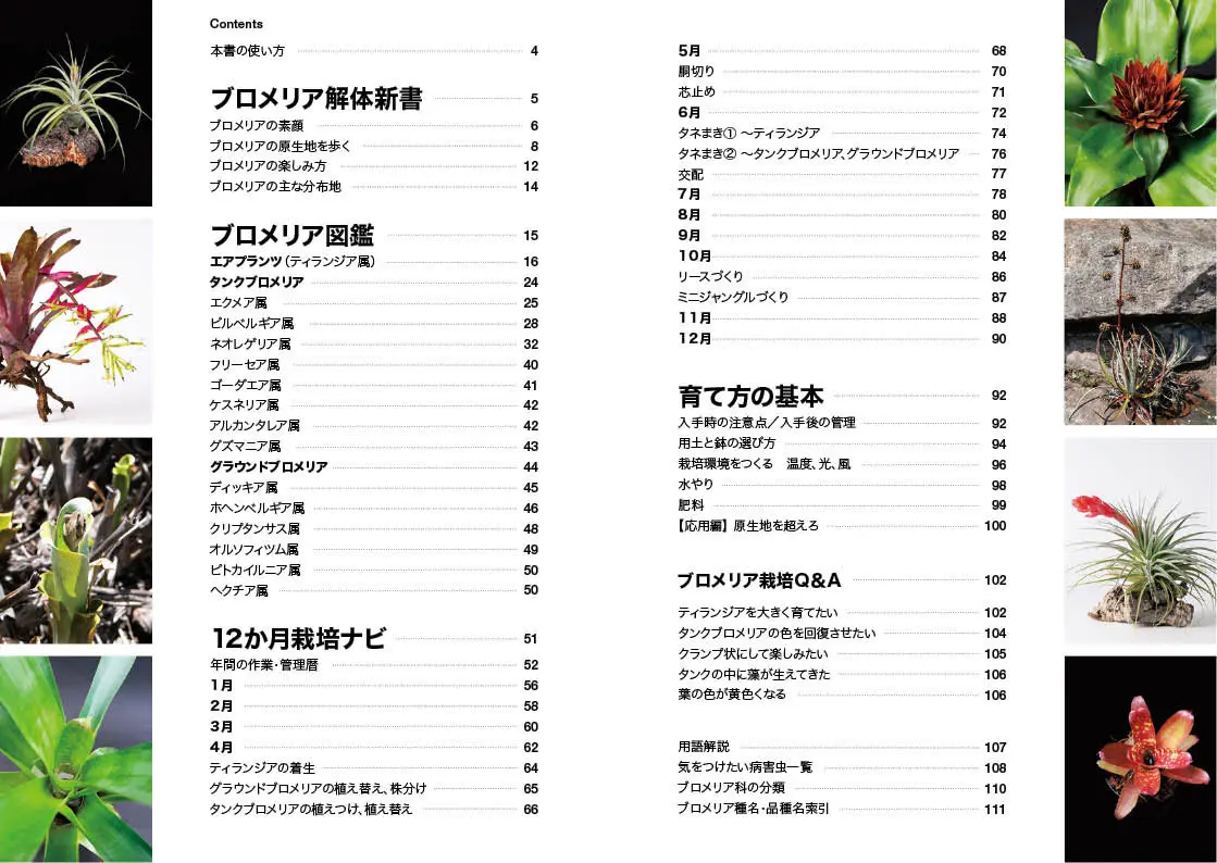NHK趣味の園芸 12か月栽培ナビNEO ブロメリア』エアプランツからタンク