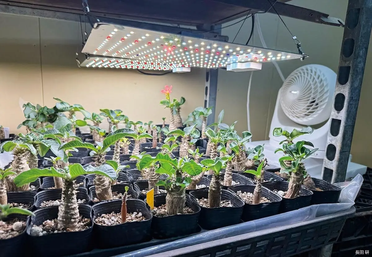 多肉植物と植物育成用LEDライトの相性は？日照不足や戸外栽培が難しい 