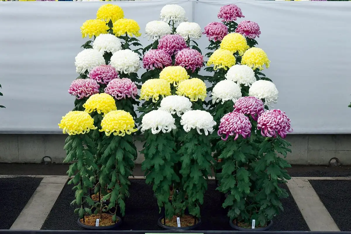 菊の花 キクづくり日本一を競う祭典「第42回 日本菊花全国大会」2025年10月20