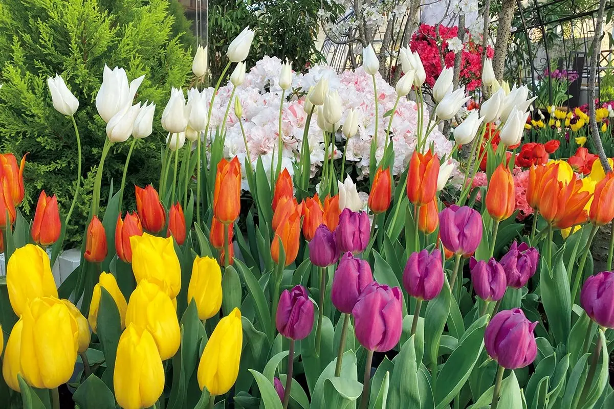 企画展示「チューリップ展～春をさきどり！咲き誇る世界と新潟のチューリップ～」