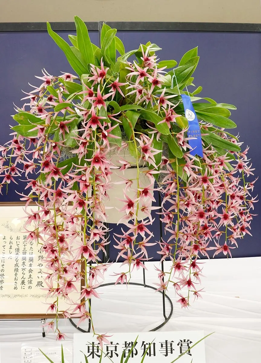 らんらん 旺盛に咲く珍しいランに会える！「第64回蘭友会らん展 in サンシャイン