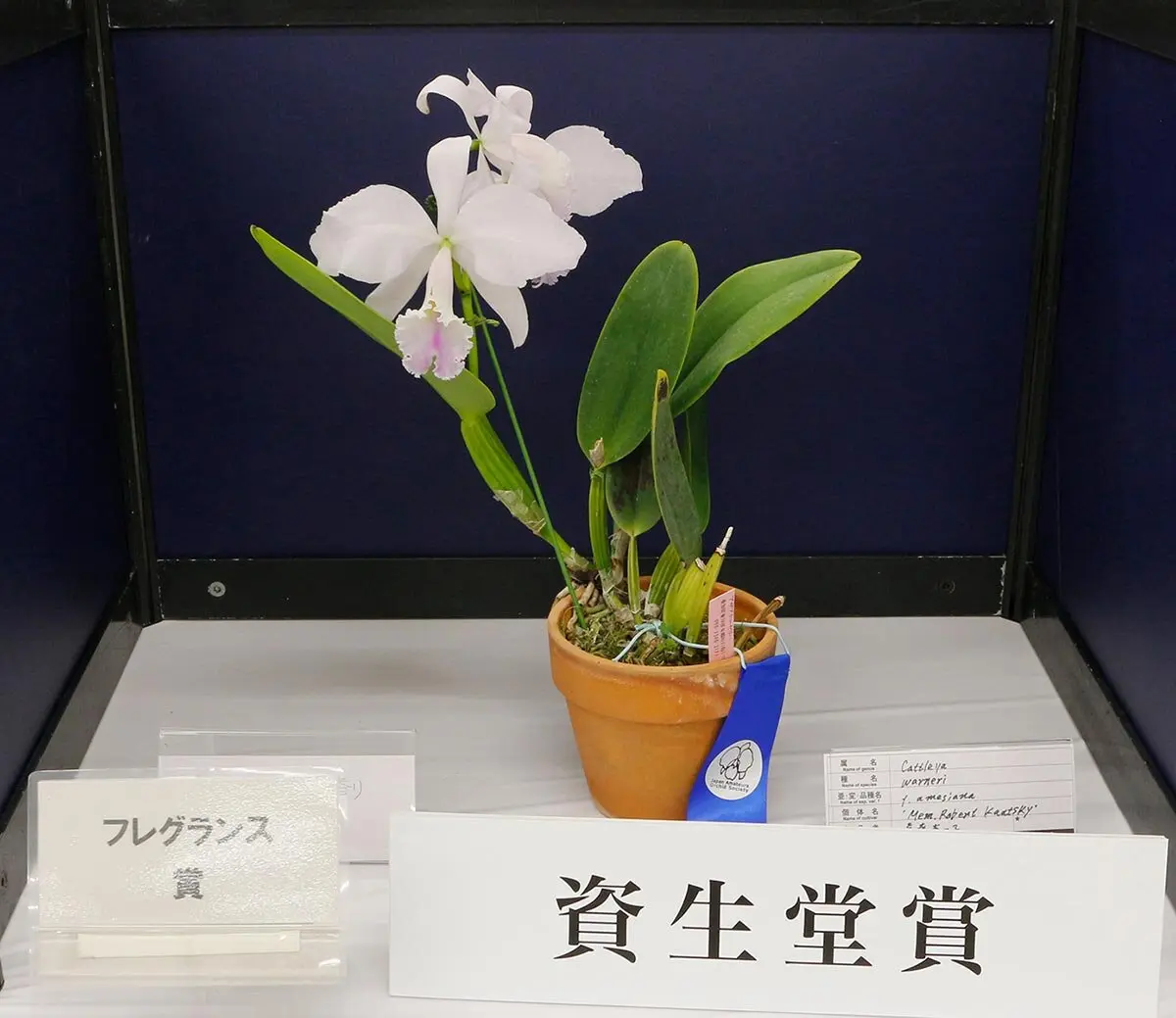 旺盛に咲く珍しいランに会える！「第64回蘭友会らん展 in サンシャイン