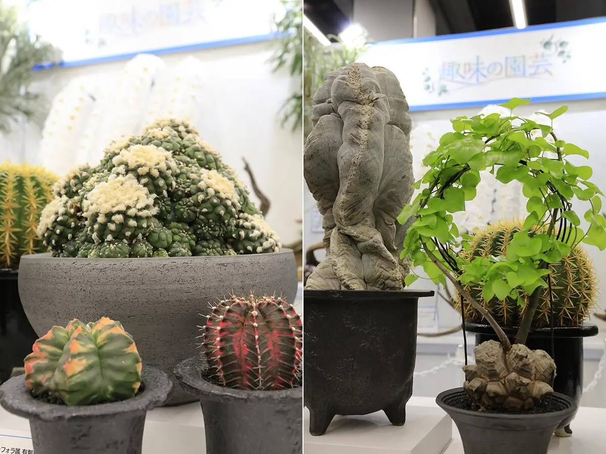 画像一覧》咲き誇るランの祭典へ「世界らん展2026-花と緑の祭典-」会場