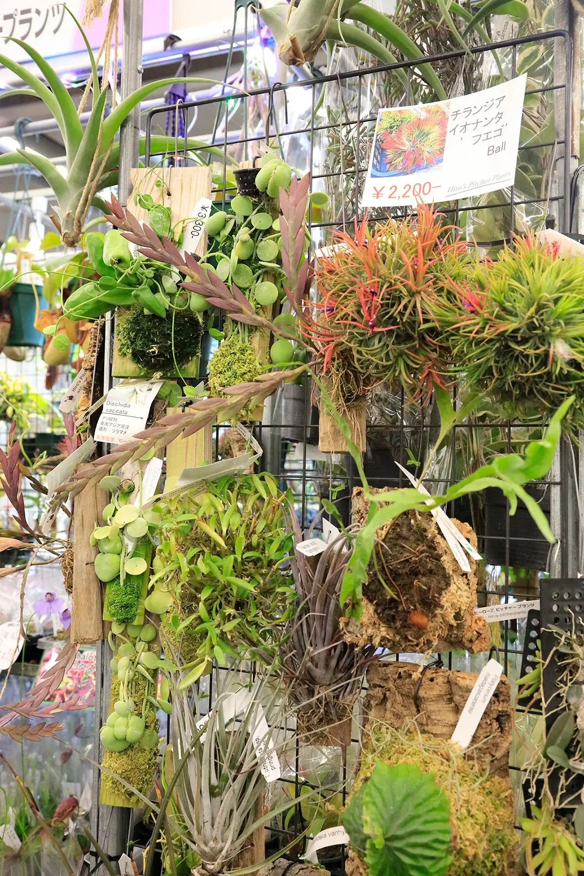 ラン科植物　ブライダル 画像一覧》咲き誇るランの祭典へ「世界らん展2026-花と緑の祭典-」会場