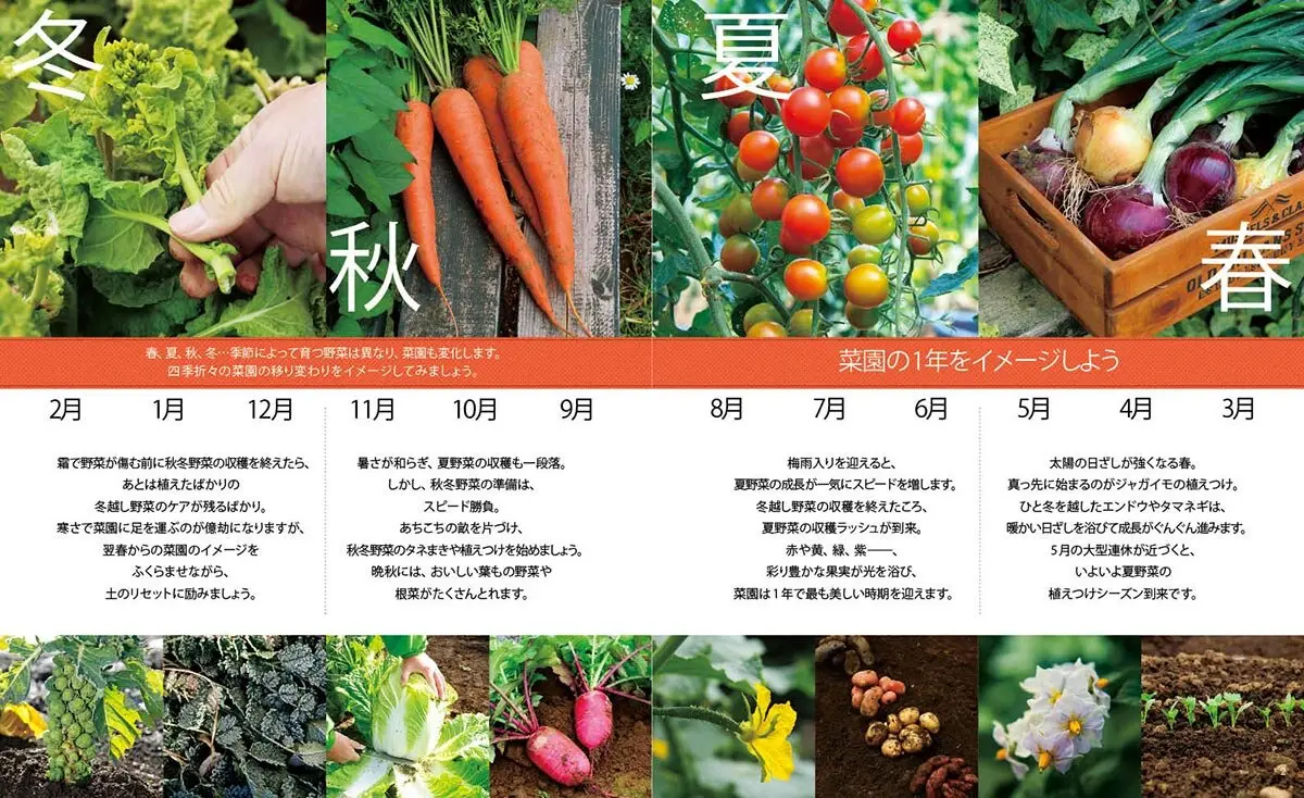 藤田智の 新・野菜づくり大全』200種の野菜を掲載！プランニングから