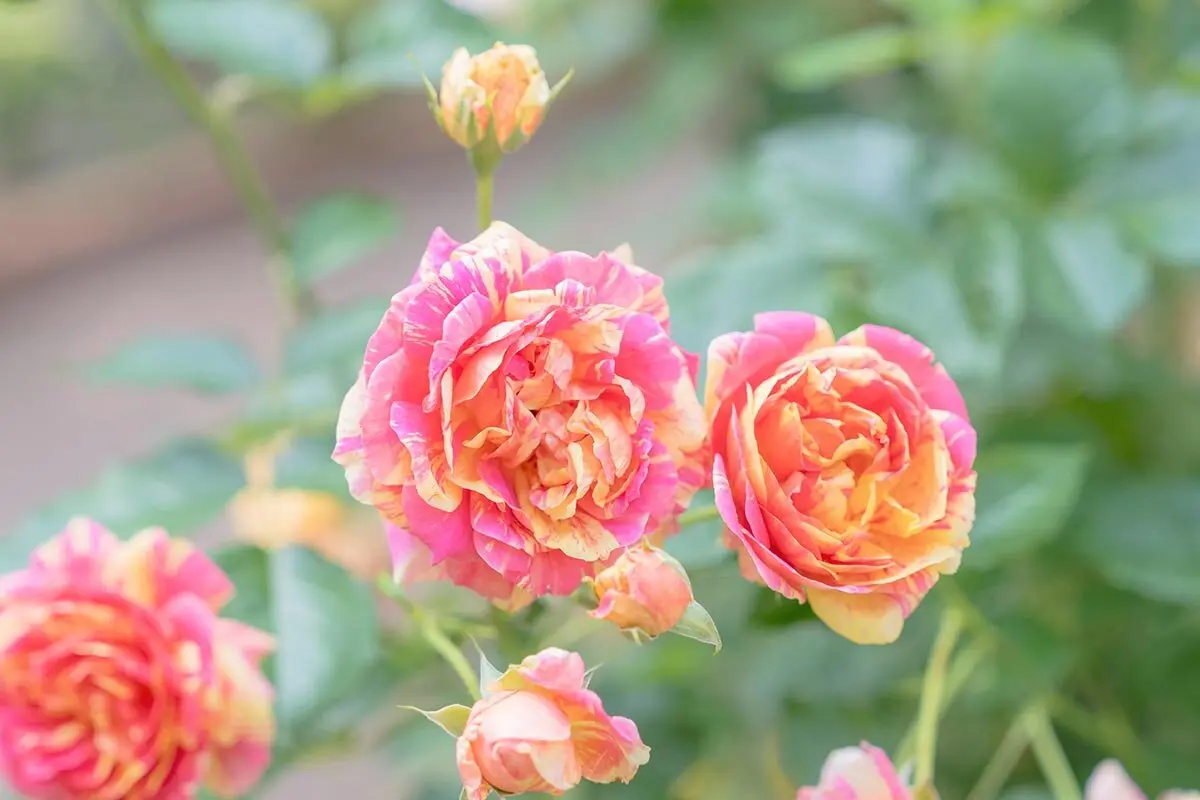 秋薔薇　ページ 秋のバラを堪能！練馬区立 四季の香ローズガーデン「2025 オータム