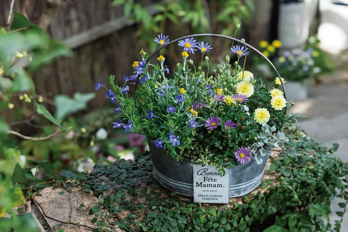 寄せ植えの色合わせは難しくない！きれいにまとまる基本のコツ｜記事
