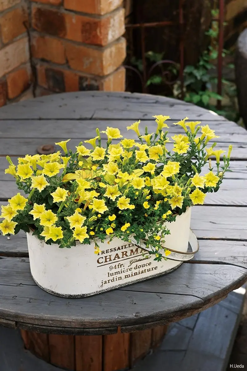 画像一覧》寄せ植えの色合わせは難しくない！きれいにまとまる基本の