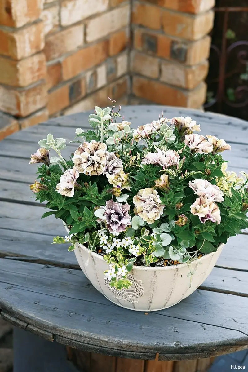 画像一覧》寄せ植えの色合わせは難しくない！きれいにまとまる基本の