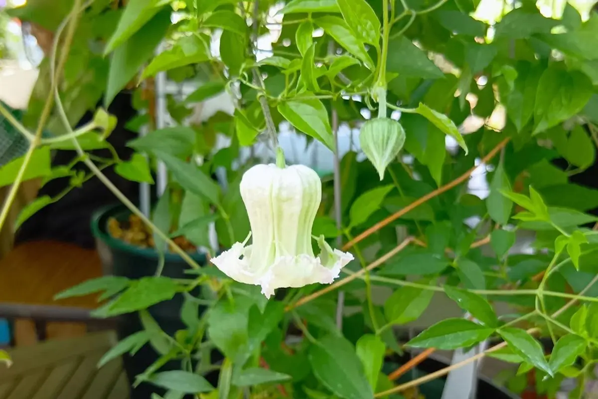 注目の茨城発最新品種'シェンロン'も開花。筑波実験植物園「クレマチス