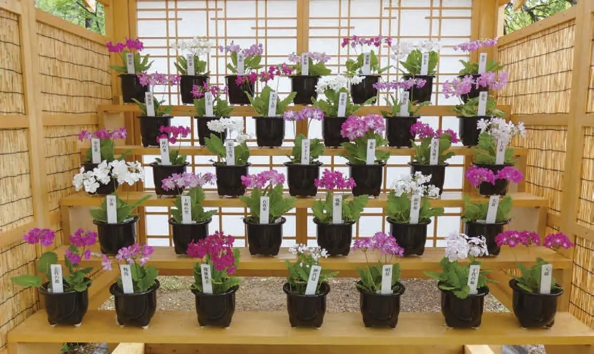 わずか1種の野生種から生まれた多彩な花たち。筑波実験植物園「さくら