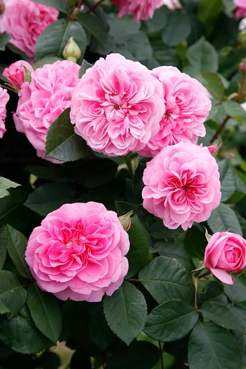 ガートルード・ジーキル　民藝　イギリスガーデニング　園芸洋書 ガートルード・ジーキル 民藝 イギリスガーデニング 園芸洋書